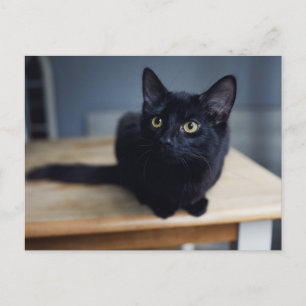 Cartão Postal Bebês Animais Mais Fofos Retrato de um Gato Pret