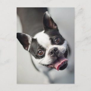 Cartão Postal Bebês Animais Mais Fofos   Sorriso de Bulldog de B