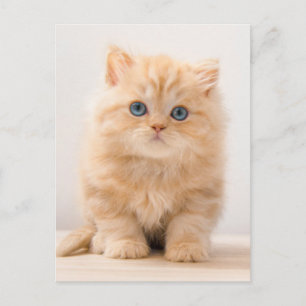 Cartão Postal Bebês Animais Mais Fofos   Um Gatinho British Long