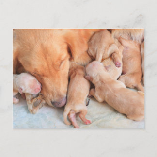 Cartão Postal Bebês bonitos trepando com a mãe
