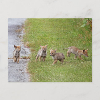 Cartão Postal Bebês Coyotes Correndo e Jogando