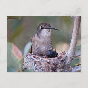 Cartão Postal Bebês de beija-flores 2