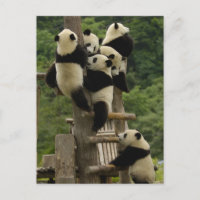 bebês de panda gigante (Ailuropoda melanoleuca)