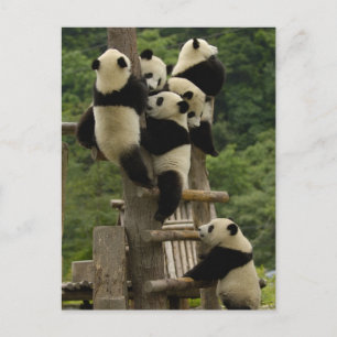 Cartão Postal bebês de panda gigante (Ailuropoda melanoleuca)