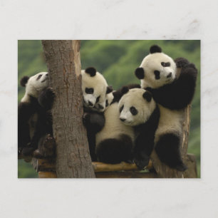 Cartão Postal Bebês de panda-gigante (Ailuropoda melanoleuca)