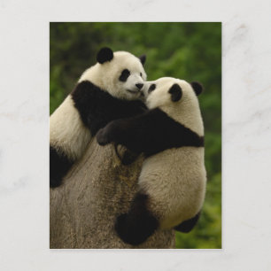 Cartão Postal Bebês de panda gigante (Ailuropoda melanoleuca)