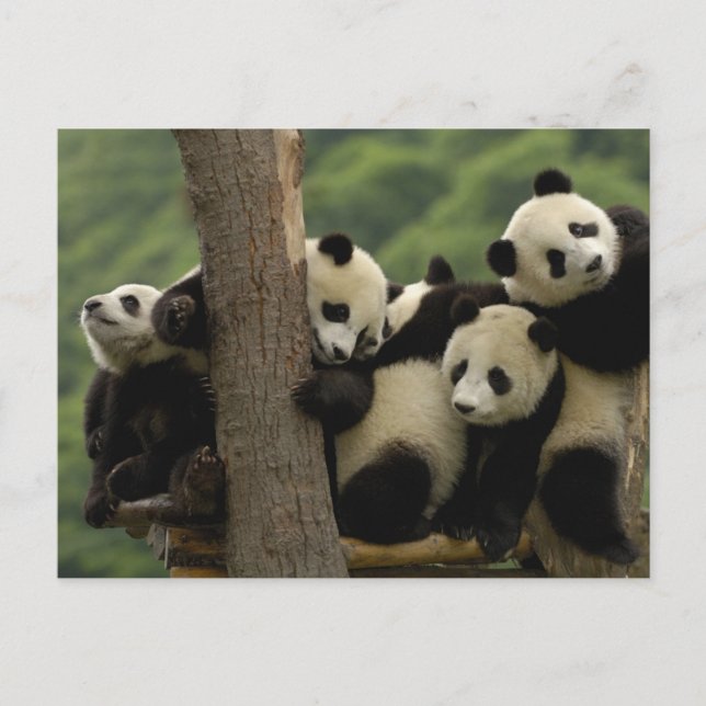 Cartão Postal Bebês de panda-gigante Ailuropoda melanoleuca) (Frente)
