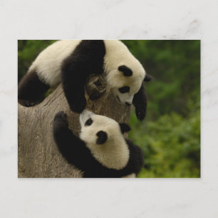 Cartão Postal Bebês de panda gigante (Ailuropoda melanoleuca) 5