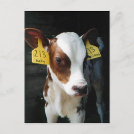 Cartão Postal Bebês Fazenda Vacas Kelly Foto