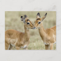 Bebês Impala