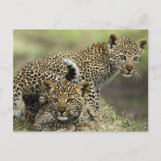 Cartão Postal Bebês-leopardo