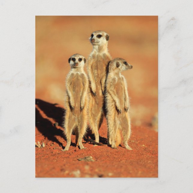 Cartão Postal Bebês Mais Pobres | 3 Meerkats (Frente)