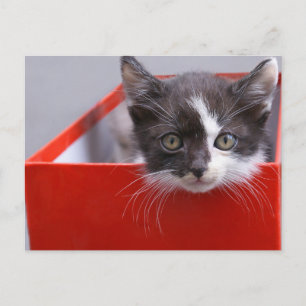 Cartão Postal Bebês Mais Pobres Black & White Kitten