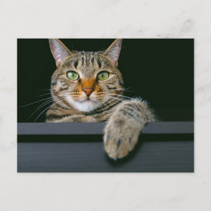Cartão Postal Bebês Mais Pobres   Cinza por rosto de gato