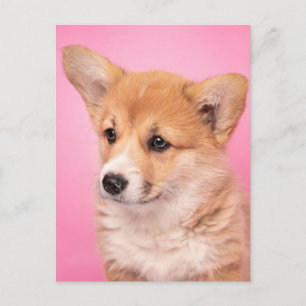 Cartão Postal Bebês Mais Pobres Corgi Puppy a rosa