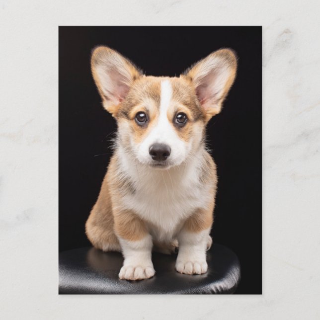 Cartão Postal Bebês Mais Pobres | Corgi Puppy Em Pé (Frente)