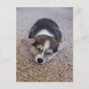 Cartão Postal Bebês Mais Pobres Corgi Puppy em Shag Rug