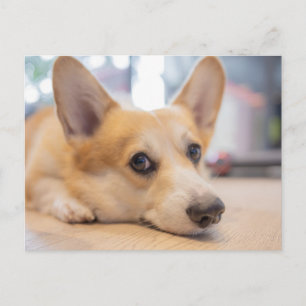 Cartão Postal Bebês Mais Pobres Corgi Puppy no chão