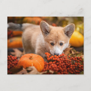 Cartão Postal Bebês Mais Pobres Corgi Puppy no outono