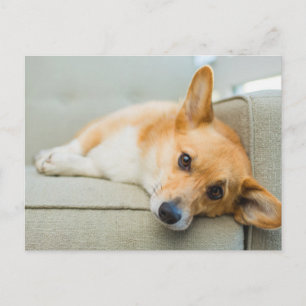Cartão Postal Bebês Mais Pobres Corgi Puppy no sofá