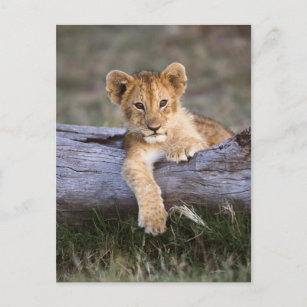 Cartão Postal Bebês Mais Pobres   Cubo-Leão-Cinto