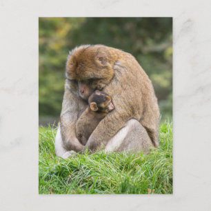 Cartão Postal Bebês Mais Pobres Família Barbary Macaque