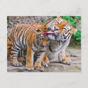 Cartão Postal Bebês Mais Pobres   Família de Tigres Siberianos