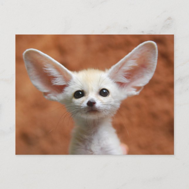 Cartão Postal Bebês Mais Pobres | Fennec Fox Pup (Frente)
