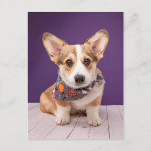 Cartão Postal Bebês Mais Pobres Halloween Corgi