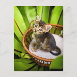 Cartão Postal Bebês Mais Pobres   Kitten no cesto