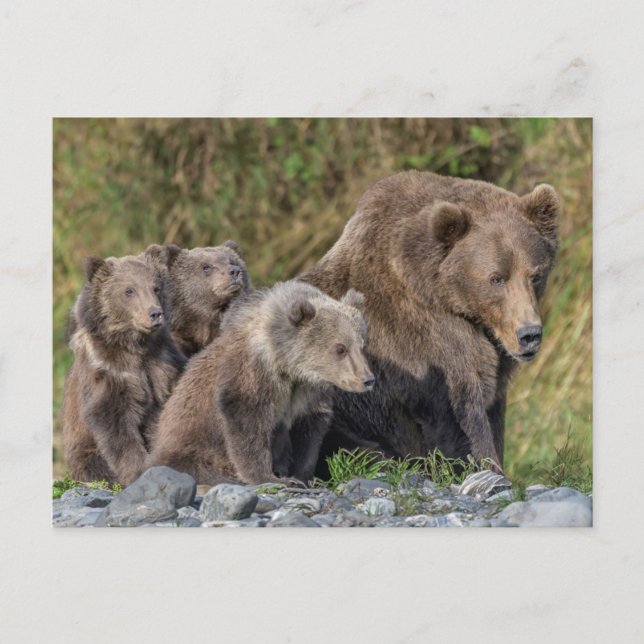 Cartão Postal Bebês Mais Pobres | Kodiak Mama Bear & Cubs (Frente)