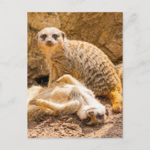Cartão Postal Bebês Mais Pobres Meerkats para Jovens