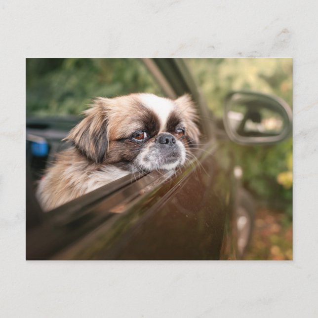 Cartão Postal Bebês Mais Pobres | Pekingese Puppy no carro (Frente)