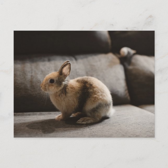 Cartão Postal Bebês Mais Pobres | Rabbit anão neerlandês (Frente)