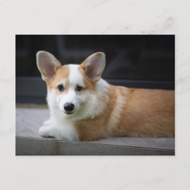 Cartão Postal Bebês Mais Pobres | Relaxamento do Corgi Puppy (Frente)