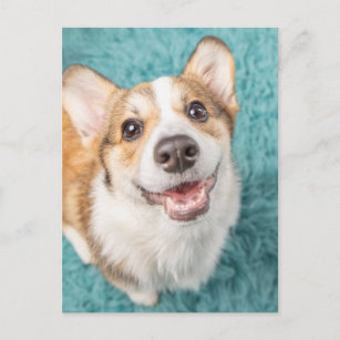 Cartão Postal Bebês Mais Pobres   Sorriso De Puppy Corgi