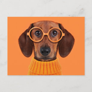 Cartão Postal Bebês Mais Pobres Suéter de laranja Dachshund