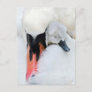 Cartão Postal Bebês Mais Pobres Swan De Mãe E Bebê