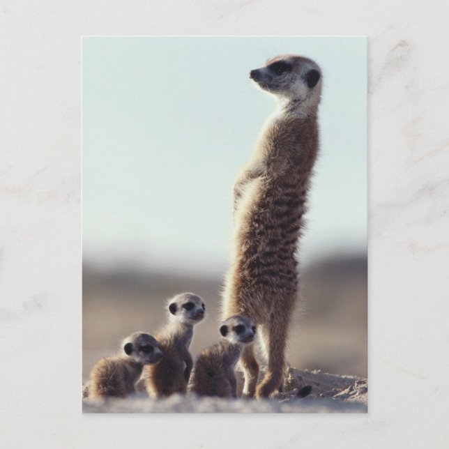 Cartão Postal Bebês Mais Pobres | Uma família de Meerkats (Frente)