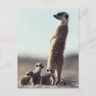 Cartão Postal Bebês Mais Pobres   Uma família de Meerkats