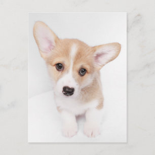 Cartão Postal Bebês Mais Pobres Young Corgi Puppy