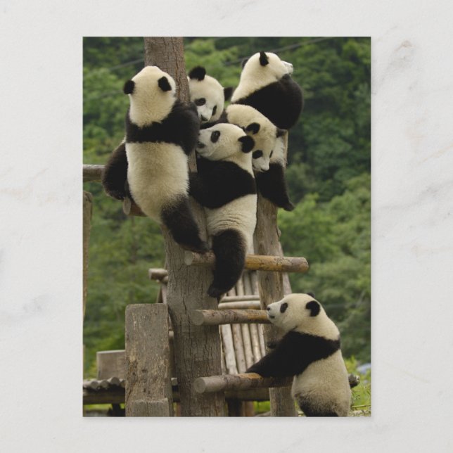 Cartão Postal Bebês panda gigantes Ailuropoda melanoleuca) (Frente)