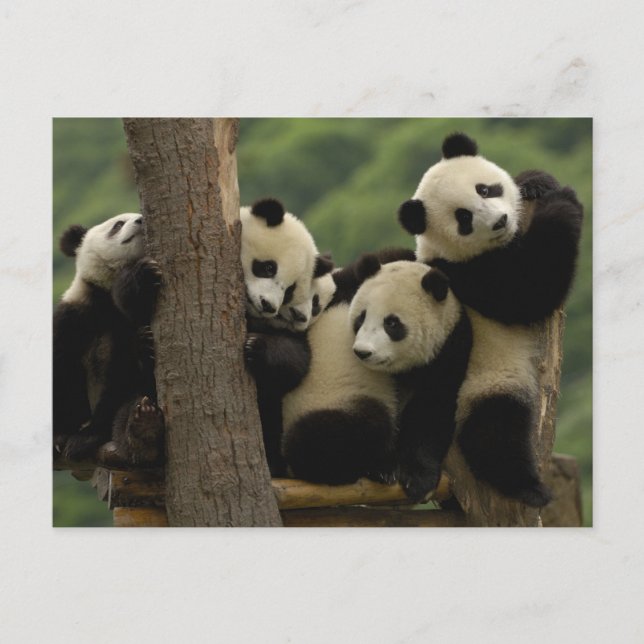 Cartão Postal Bebês panda gigantes Ailuropoda melanoleuca) (Frente)