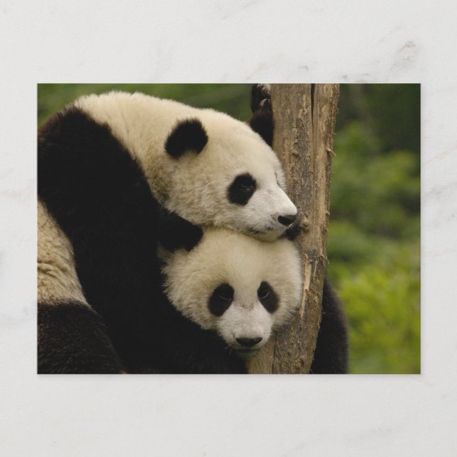 Cartão Postal Bebês panda gigantes Ailuropoda melanoleuca) (Frente)