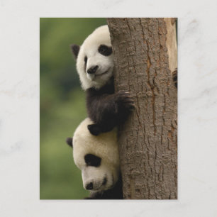 Cartão Postal Bebês panda gigantes Ailuropoda melanoleuca)