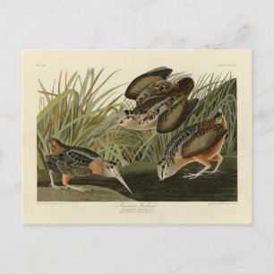 Cartão Postal Becada-americana do livro Birds of America de Audu