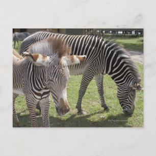 Cartão Postal Bedfordshire, Inglaterra