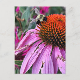 Cartão Postal Bee and Coneflower