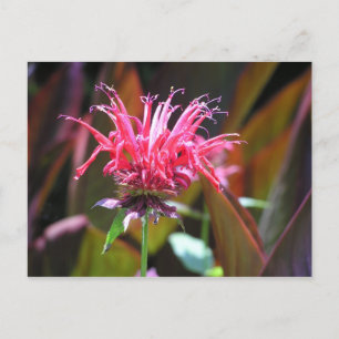 Cartão Postal Bee Balm