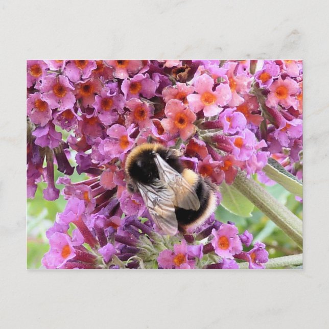 Cartão Postal Bee e buddleia (Frente)